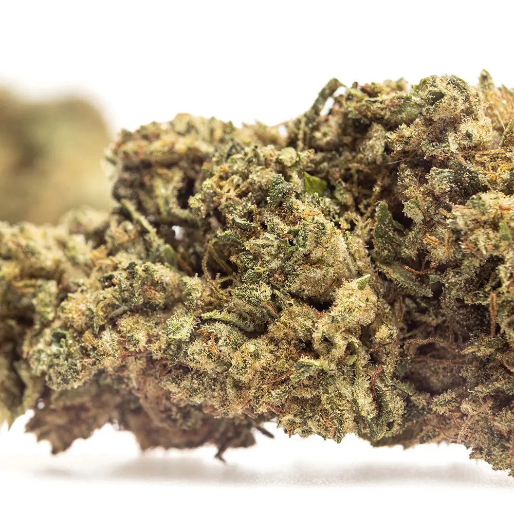 KGS_GMO_CBD_004.webp