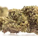 KGS_GMO_CBD_004.webp