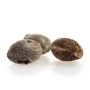 KGS_WATERMELON_THC_SEEDS_003.webp