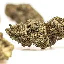 KGS_GUAVA_N9_004.webp