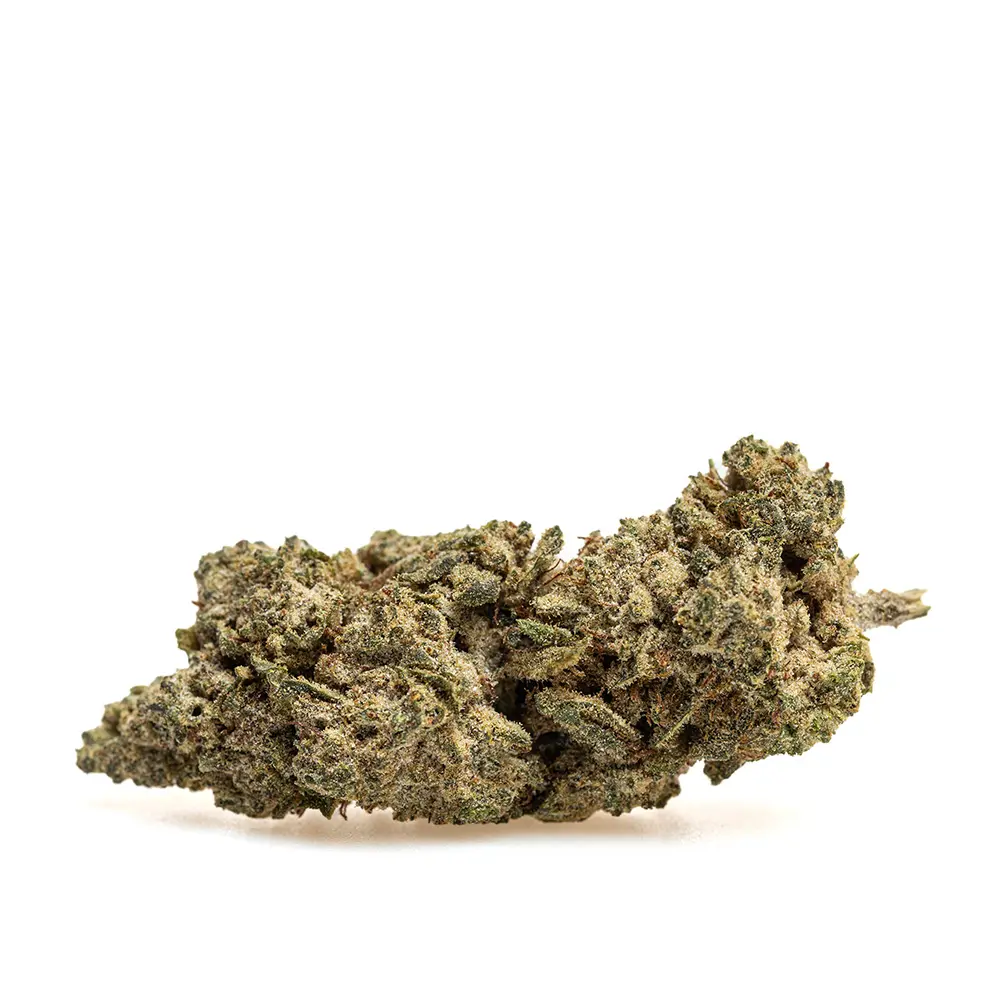 KGS_GUAVA_N9_002.webp